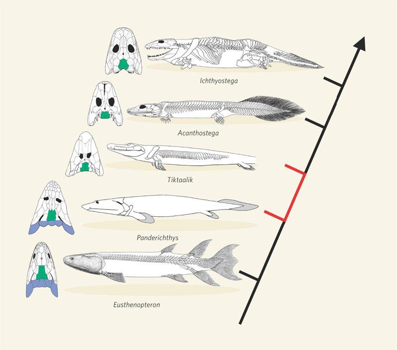 Sneideman's 7th Grade Life Science Blog: Lines of Evidence for Evolution